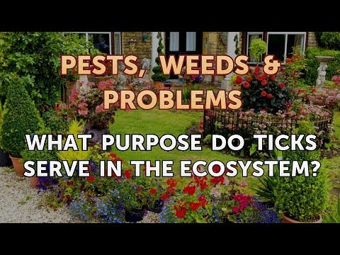 What Purpose Do Ticks Serve in the Ecosystem?