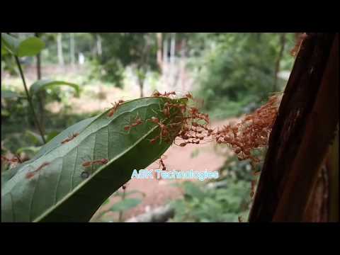 Ants making bridge, team work