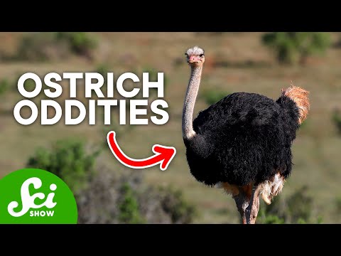 3 Fun Facts About Ostriches You&#039;ll Love