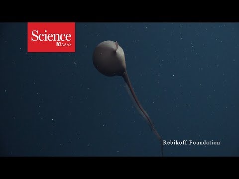 Watch this eel inflate its head like a balloon