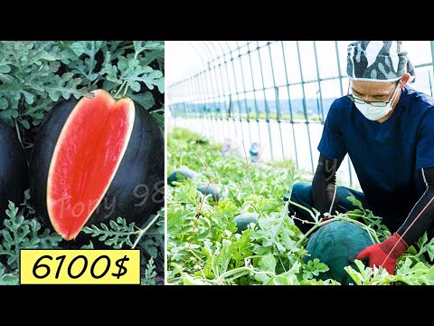 Japan Agriculture Technology - World&#039;s Most Expensive Watermelon Cultivation