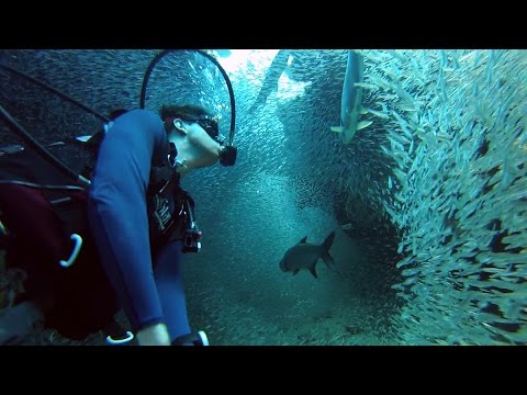 GoPro: Enchanting Scuba Dive with 1 Million Fish