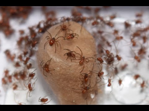 Baby Black Widow Spiders.