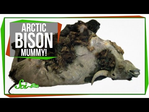 Arctic Bison Mummy!