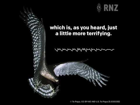 Pouakai - the sound of the Haast&#039;s Eagle