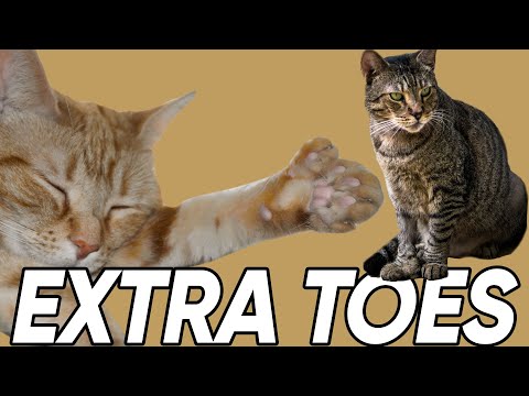 Do You Know These &quot;Extra&quot; Facts About Polydactyl Cats?