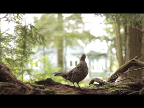 RUFFED GROUSE &quot;DRUMMING&quot; sound &amp; video