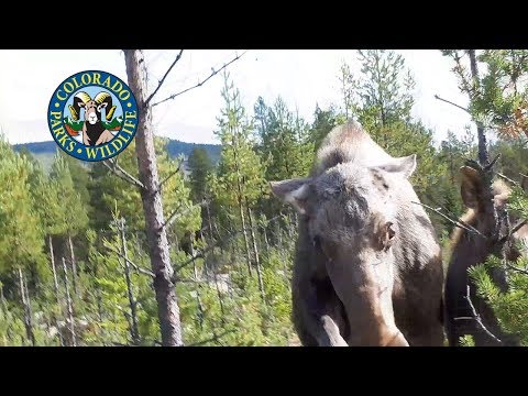 Moose Attacks Are Increasing