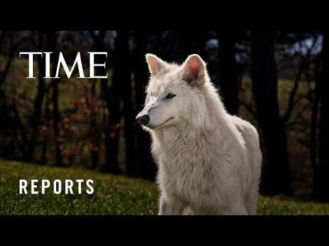 No Longer Extinct? Colossal Biosciences&#039; Dire Wolf Project