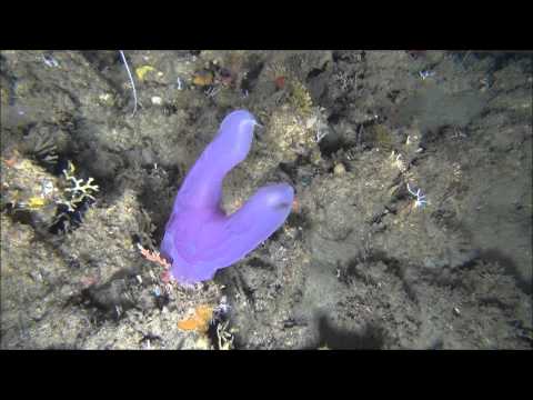 DST/NRF ACEP Spatial Solutions Project: Benthic ctenophore feeding