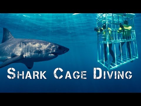 Adventure Africa | Shark Cage Diving