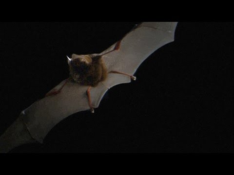 Here&#039;s What Bat Echolocation Sounds Like, Slowed Down