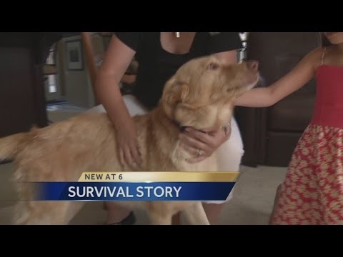 Dog returns home after going missing 2 years ago