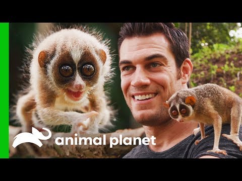 Dr. Evan Meets One Of The World&#039;s Most Fascinating Primates | Evan Goes Wild