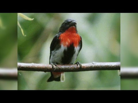 Mistletoebirds Spreading the Seeds of Love