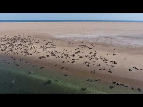 Pelican Point - Namibia - Aerial footage