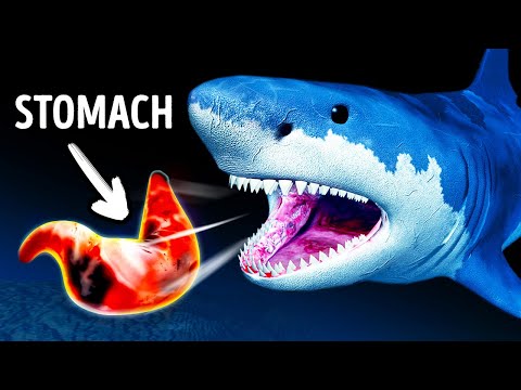 Sharks Spit Out Their Stomach and 28 Cool Facts for Shark Week