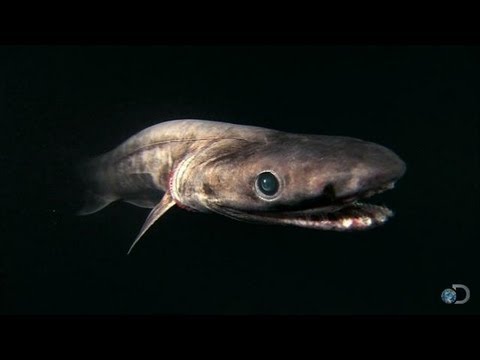 Alien Sharks: The Frilled Shark