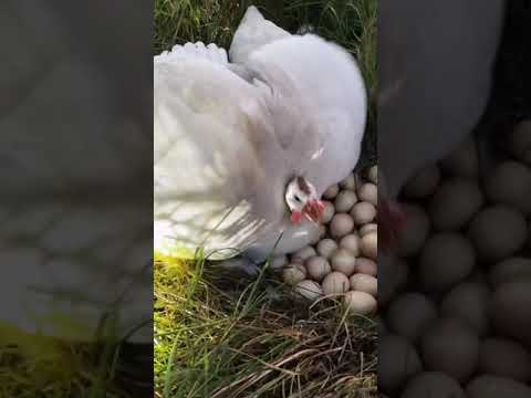 Angry chickens won’t let woman collect their eggs...