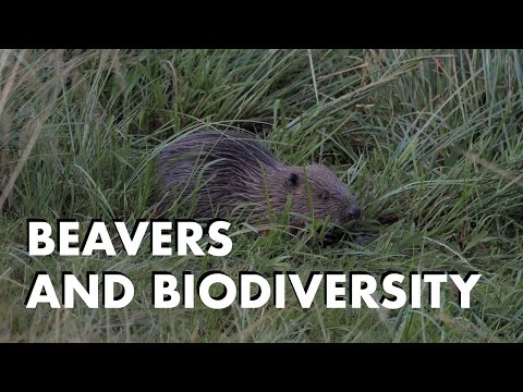 Beavers and Biodiversity