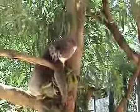 Koala grunting, South Australia