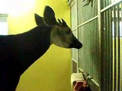 Long Tongue of Okapi