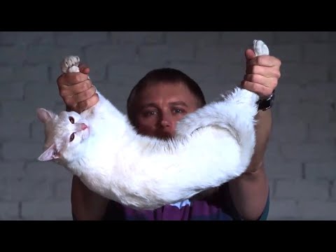 Why A Cat Always Lands On It&#039;s Feet | Slow Motion | Experiments