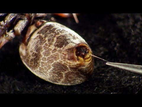 Milking a Spider | Richard Hammond&#039;s Invisible Worlds | BBC Earth Science