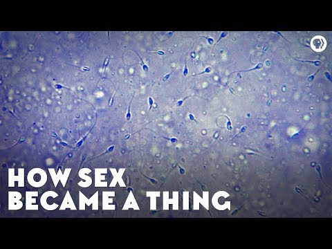 How Sex Became a Thing