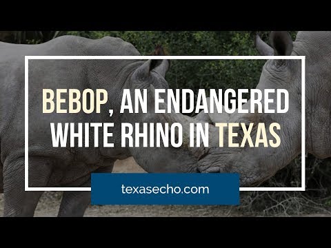 Bebop, an endangered White Rhino in Texas
