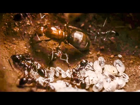 Best Of Ants | BBC Earth