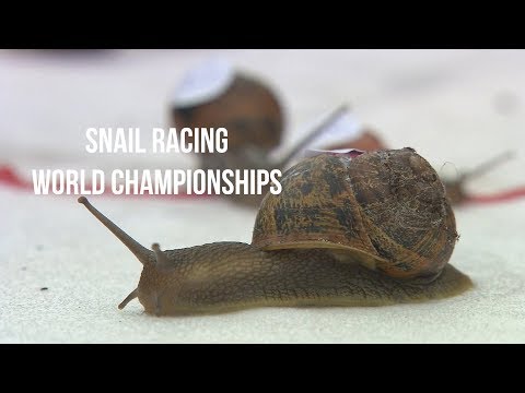 Snail Racing - The World Championships 2019