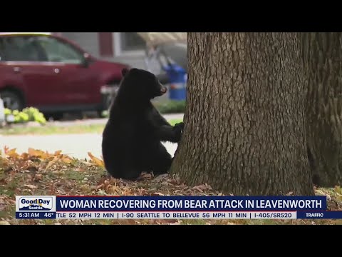 Woman recovering from bear attack in Leavenworth | FOX 13 Seattle