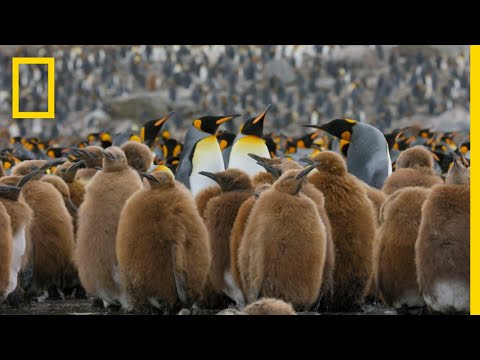Go Inside an Antarctic &#039;City&#039; of 400,000 King Penguins — Ep. 4 | Wildlife: Resurrection Island