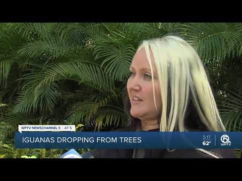 Falling iguanas