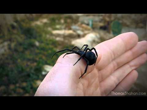 Handling a Female Black Widow Spider (Latrodectus mactans)