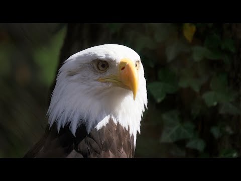 Bringing Bald Eagles Back: The Museum&#039;s Story