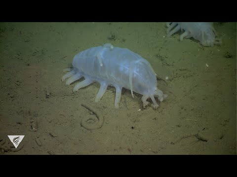 Weird and Wonderful: Sea pigs