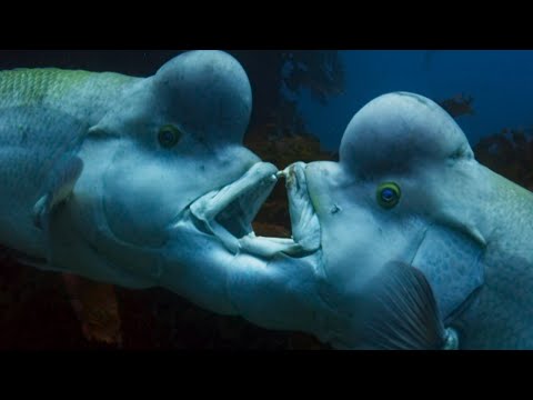 The Sex-Shifting Fish | Blue Planet II | BBC Earth