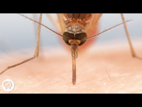 How Mosquitoes Use Six Needles to Suck Your Blood | Deep Look