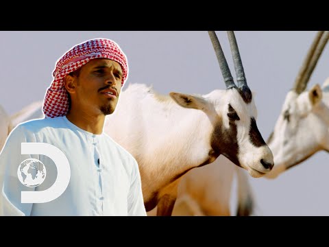 Wildlife Experts Help Repopulate The Once Extinct Arabian Oryx l Wild Dubai