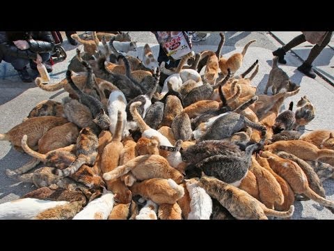 Japan&#039;s Cat Island - Incredible!