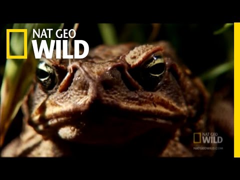Venomous Cane Toads | Nat Geo Wild
