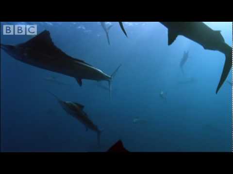 Sail Fish Hunting - BBC Planet Earth