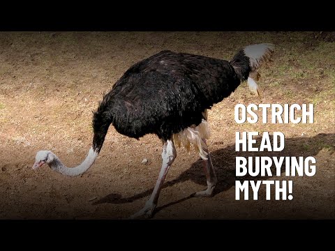 Do Ostriches Really Bury Their Heads in the Sand?