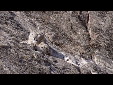 The Race to Find the Mysterious Snow Leopard | Snow Leopard: Beyond the Myth | BBC Earth
