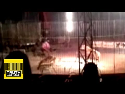 GRAPHIC VIDEO: Tiger mauls circus performer in Mexico - Truthloader