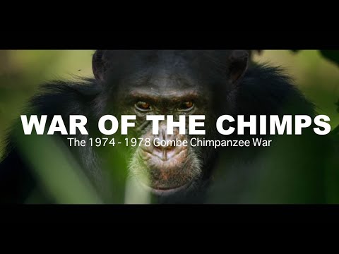 World War Chimp | The Brutal 1974 - 1978 Gombe Chimpanzee War: Documentary