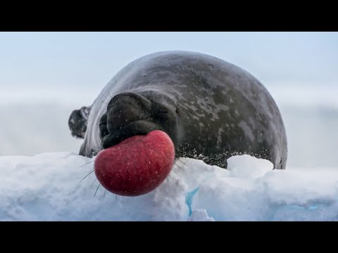 World’s Strangest Mating Technique | Frozen Planet II | BBC Earth