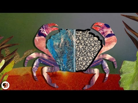 The Castrating Zombie Parasite